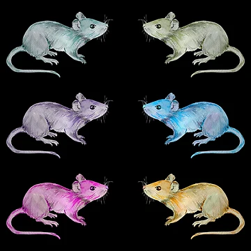 Artwork thumbnail, Colorful Rats Set by franktact