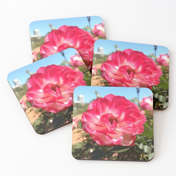 Item preview, bicolor rose designed and sold by EtelGodoy.