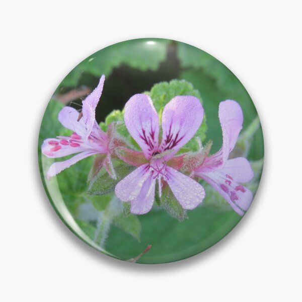 Item preview, Dew covered pelargonium designed and sold by greentiger1.