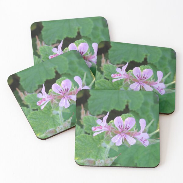Item preview, Dew covered pelargonium designed and sold by greentiger1.