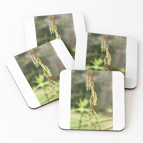 Item preview, Boxelder Maple Developing Seeds designed and sold by Max Kindly.