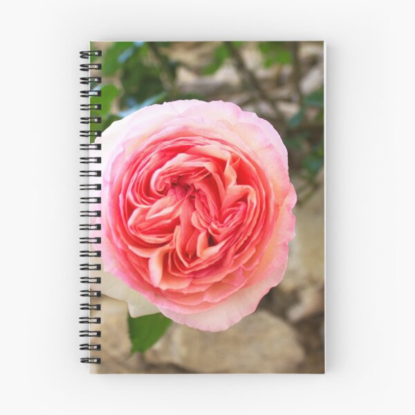 Item preview, Camon pink rose designed and sold by desertman.
