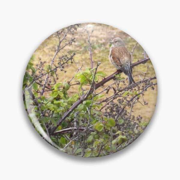 Item preview, Linaria Cannabina - The Common Linnet designed and sold by wiggyofipswich.