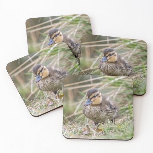 Item preview, Mallard Duckling designed and sold by Steve Liptrot Photography.