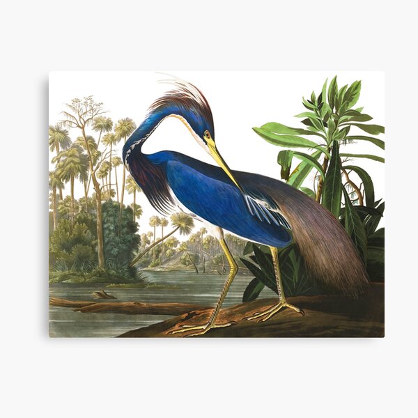 Louisiana Heron by John James Audubon Canvas Print