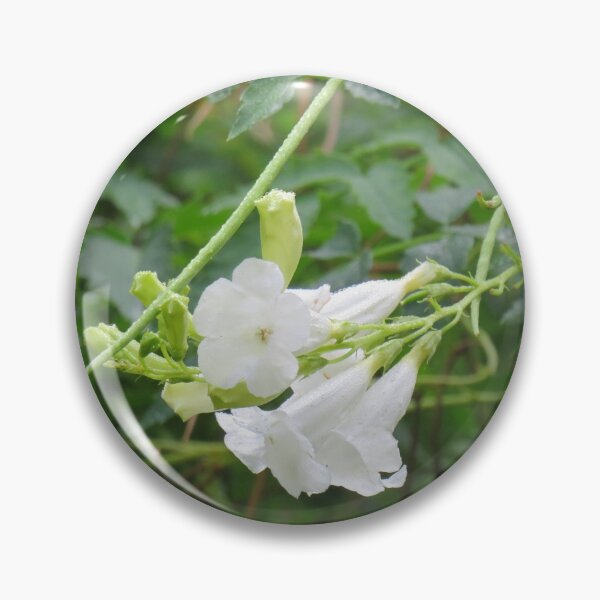 Item preview, White incarvillea designed and sold by greentiger1.