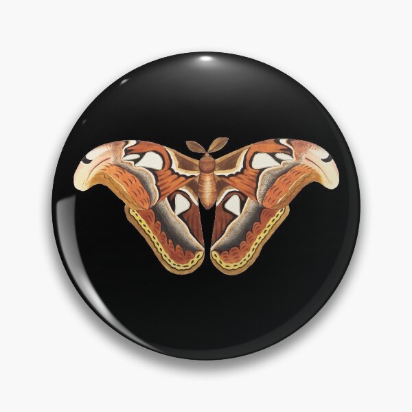 Item preview, Hand drawn atlas moth designed and sold by Dynamic-Design.
