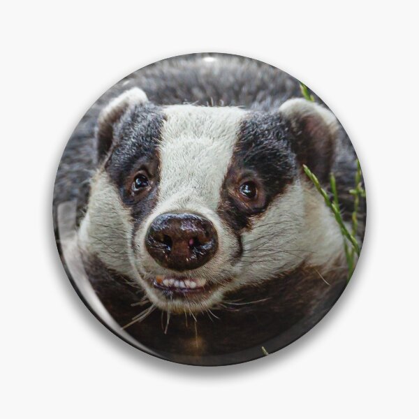Item preview, Foraging Badger looking at the viewer designed and sold by Dalyndigital Photography.