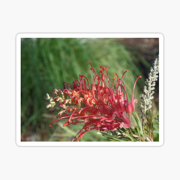Red Blooms Los Angeles Sticker