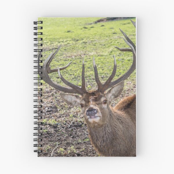 Item preview, Nosy Red Stag deer designed and sold by InterestingImag.