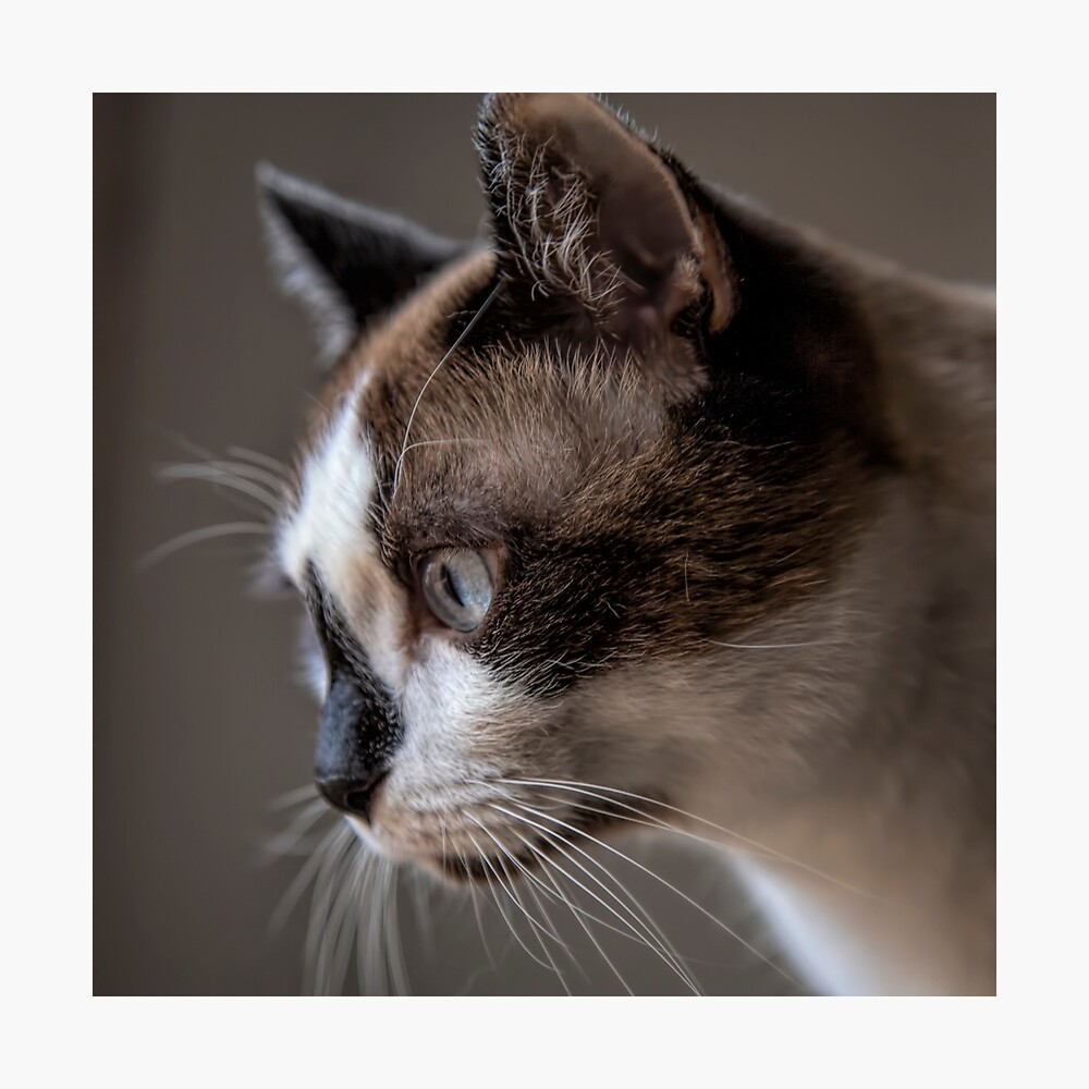 Snowshoe Cat Profile