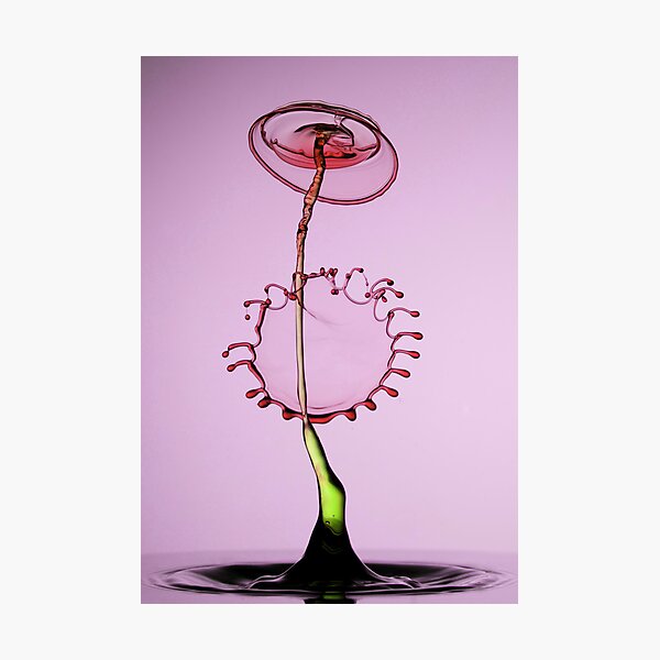 Red flower Photographic Print