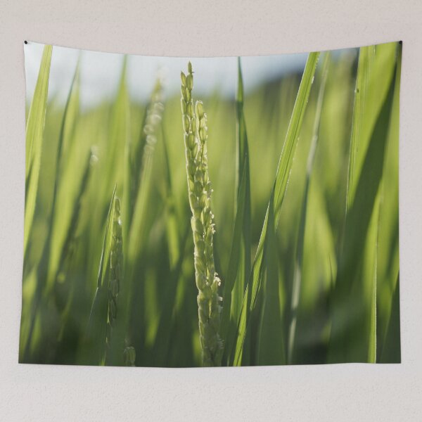 Item preview, Green ear of rice designed and sold by sjkimphoto.