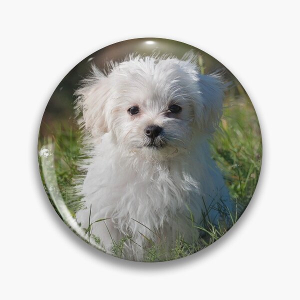 Item preview, Maltese White Fluffy Dog designed and sold by OByD.
