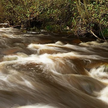 Artwork thumbnail, TREE RAPIDS by andrewsaxton