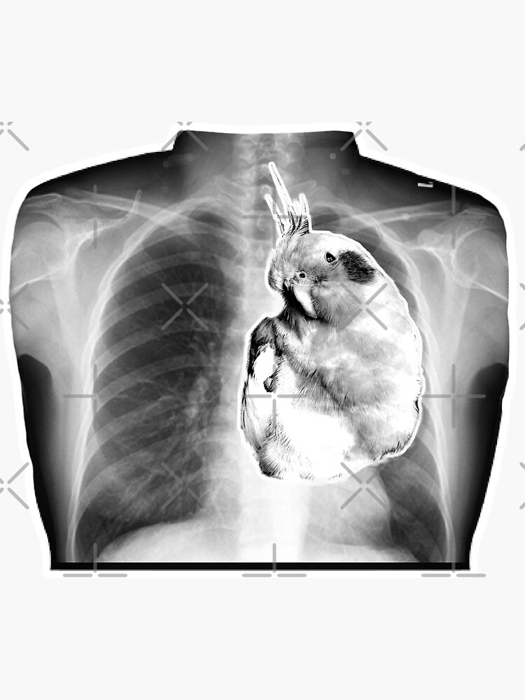 "cockatiel love xray" Sticker for Sale by politeillusts Redbubble