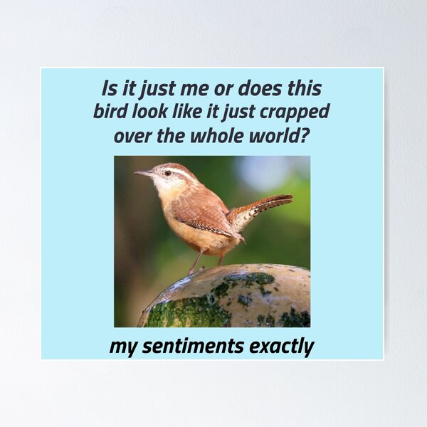 Item preview, “My Sentiments exactly”  (black text)  designed and sold by skoumpourdides.