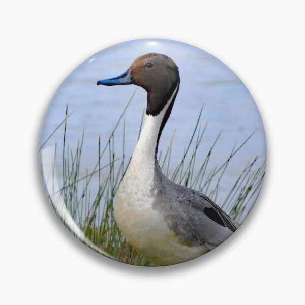 Item preview, A Wonderful Pintail Drake Duck designed and sold by Karen Thomson.