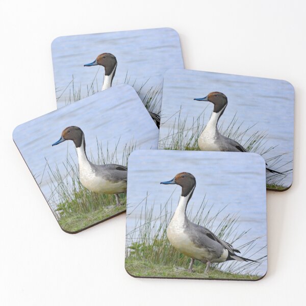 Item preview, A Wonderful Pintail Drake Duck designed and sold by Karen Thomson.
