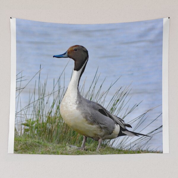 Item preview, A Wonderful Pintail Drake Duck designed and sold by Karen Thomson.
