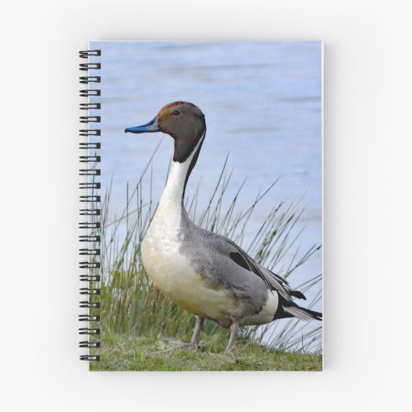 Item preview, A Wonderful Pintail Drake Duck designed and sold by Karen Thomson.