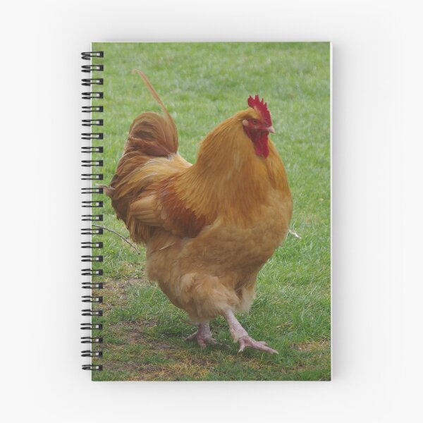 Item preview, Buff Orpington Cockerel designed and sold by lezvee.