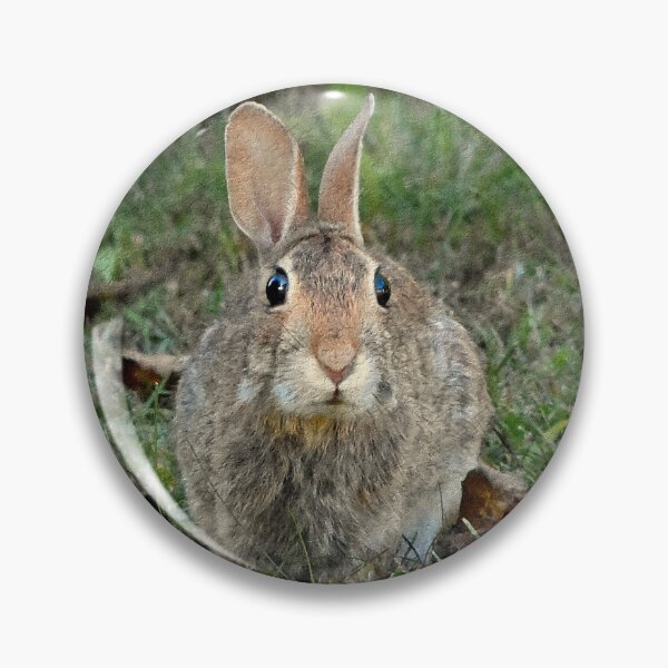 Item preview, Cottontail designed and sold by PatSeg Photos.