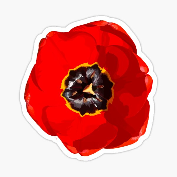 Red open tulip blossoming sunlight. Sticker