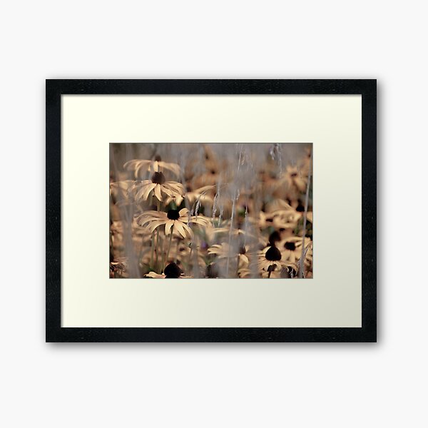 Daisy Framed Art Print