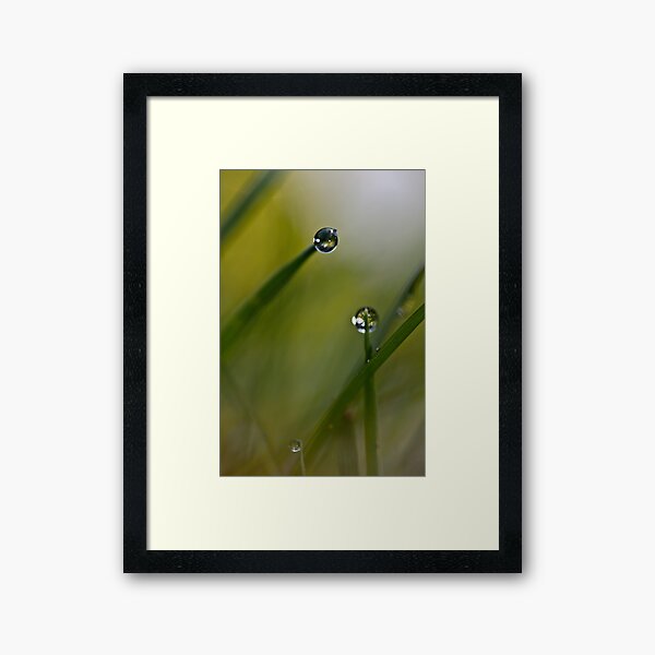 Dew drops Framed Art Print