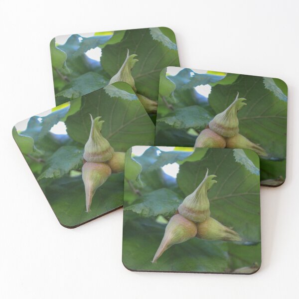Item preview, Young hazelnuts grow on a branch designed and sold by Mahirov Shop.