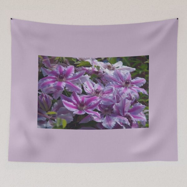 Item preview, Clematis Nelly Moser designed and sold by lezvee.