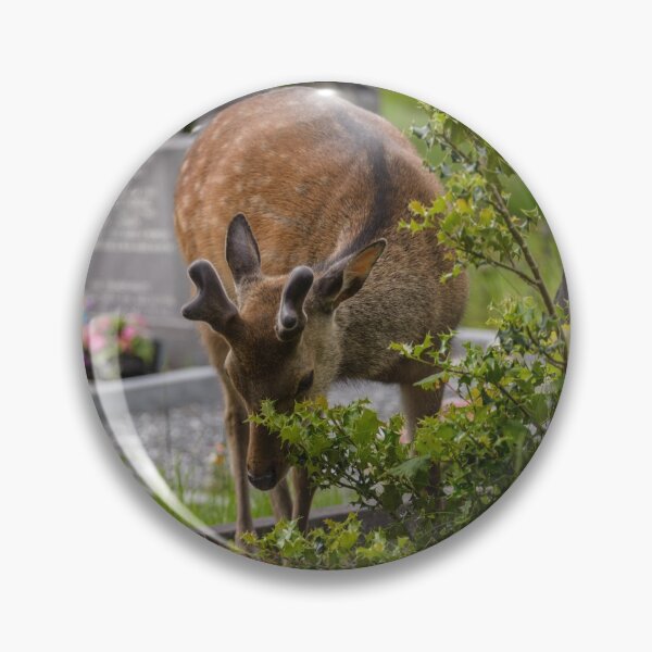 Item preview, Young deer on the Irish Graveyard of Muckross Abbey, an Old Irish Monastery in Killarney National Park designed and sold by AlbertMi.