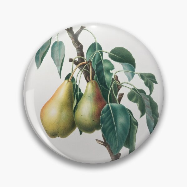 Item preview, Lemon Pear Pyrus limonia from Pomona Italiana Giorgio Gallesio Design  designed and sold by EarthArtDesigns.