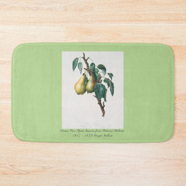 Item preview, Lemon Pear Pyrus limonia from Pomona Italiana Giorgio Gallesio Design  designed and sold by EarthArtDesigns.