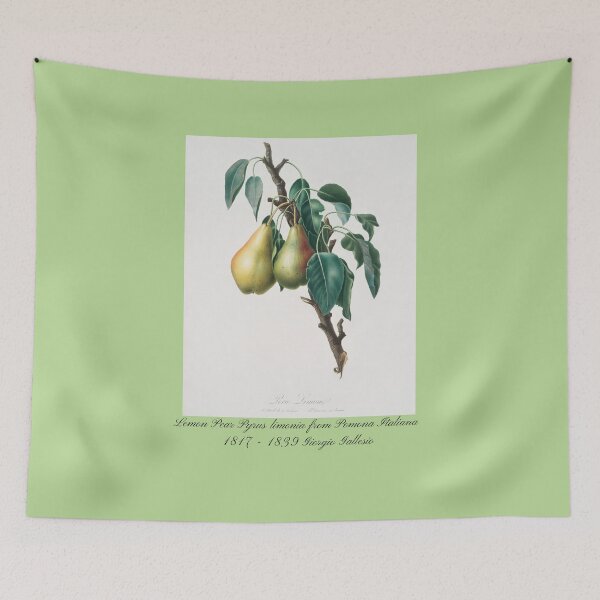 Item preview, Lemon Pear Pyrus limonia from Pomona Italiana Giorgio Gallesio Design  designed and sold by EarthArtDesigns.