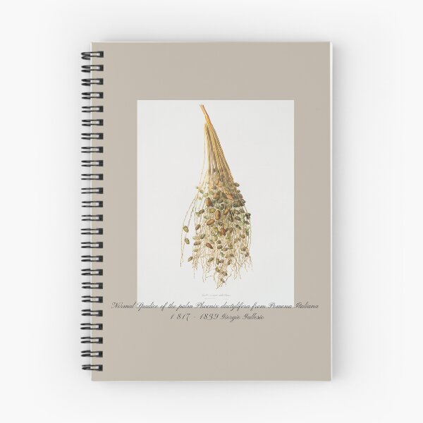 Item preview, Normal Spadice of the palm Phoenix dactylifera from Pomona Italiana Giorgio Gallesio designed and sold by EarthArtDesigns.