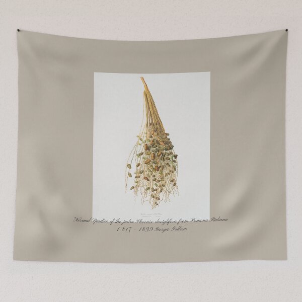 Item preview, Normal Spadice of the palm Phoenix dactylifera from Pomona Italiana Giorgio Gallesio designed and sold by EarthArtDesigns.