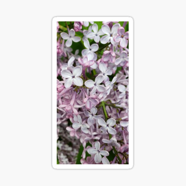 Lilac Blossoms Sticker