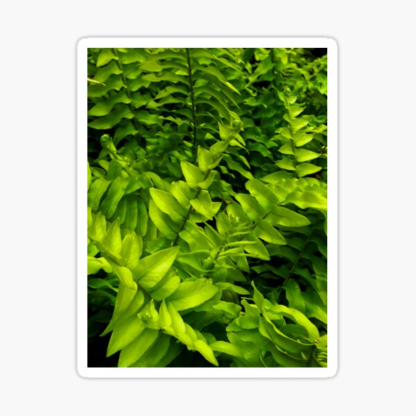 Item preview, Boston or Sword Fern designed and sold by ae0829.