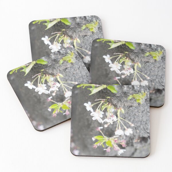 Item preview, White cherry blossoms growing on old cherry tree trunk designed and sold by sjkimphoto.