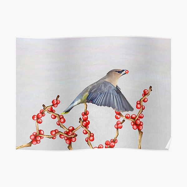 Cedar Waxwing with a Berry to Go Poster