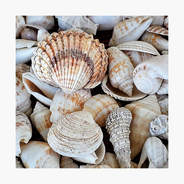 Item preview, Shells of art designed and sold by Collection2022.