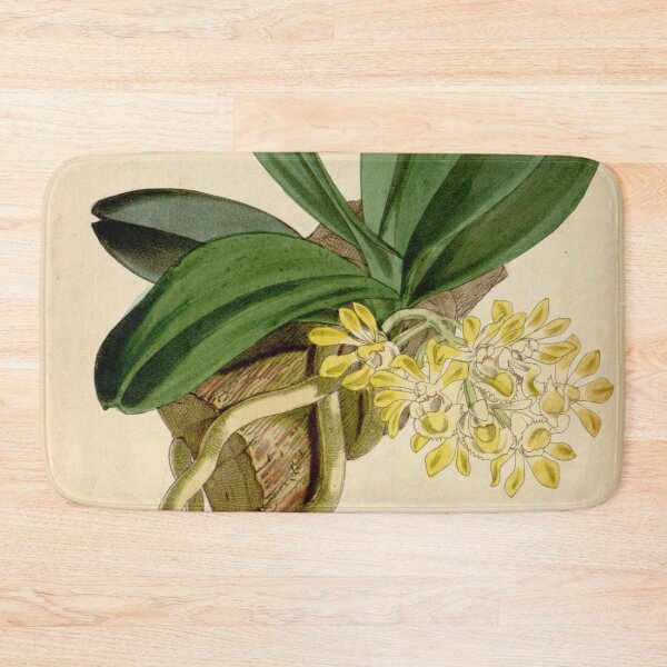 Item preview, Gastrochilus obliquus var. obliquus (as Saccolabium bigibbum) Curtis' 95 (Ser. 3 no. 25) pl. 5767 (1869) designed and sold by EsotericBotanic.
