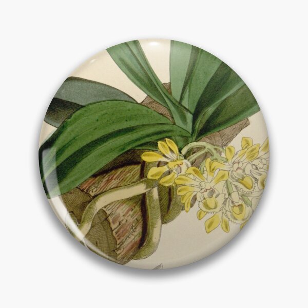 Item preview, Gastrochilus obliquus var. obliquus (as Saccolabium bigibbum) Curtis' 95 (Ser. 3 no. 25) pl. 5767 (1869) designed and sold by EsotericBotanic.