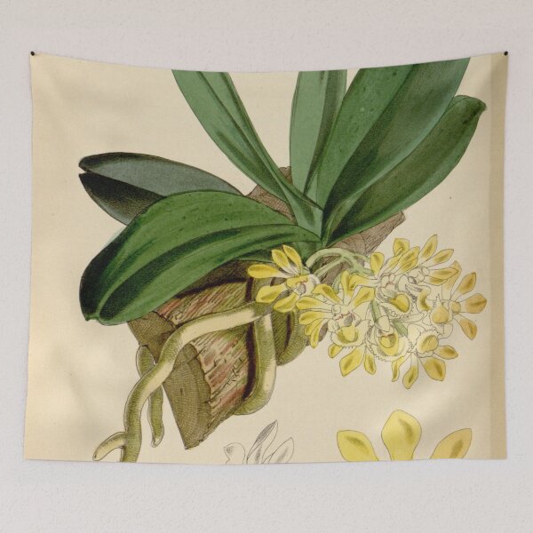 Item preview, Gastrochilus obliquus var. obliquus (as Saccolabium bigibbum) Curtis' 95 (Ser. 3 no. 25) pl. 5767 (1869) designed and sold by EsotericBotanic.