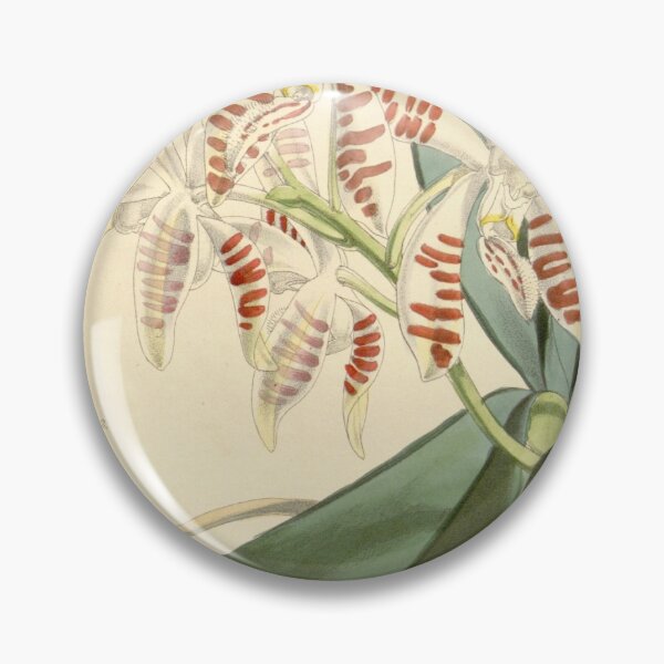 Item preview, Phalaenopsis sumatrana designed and sold by EsotericBotanic.