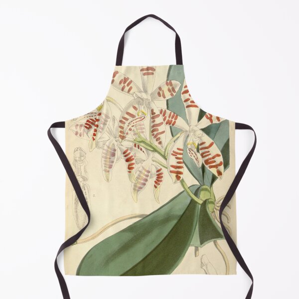 Item preview, Phalaenopsis sumatrana designed and sold by EsotericBotanic.