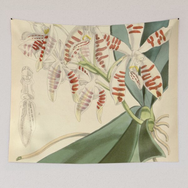Item preview, Phalaenopsis sumatrana designed and sold by EsotericBotanic.