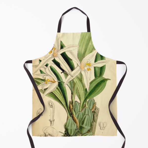 Item preview, Coelogyne corymbosa Curtis' 113 (Ser. 3 no. 43) pl 6955 (1887) designed and sold by EsotericBotanic.